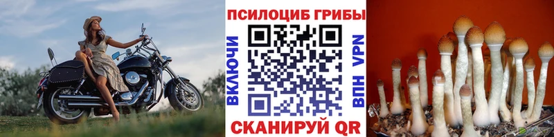 Купить закладки  Ивантеевка  Псилоцибиновые грибы MAGIC MUSHROOMS 